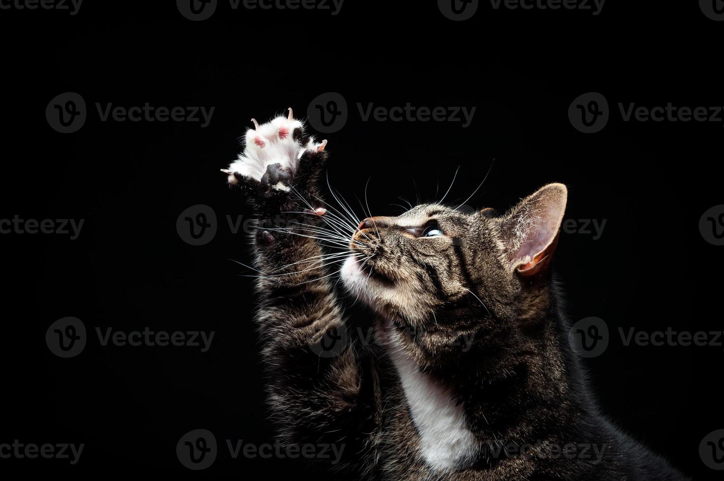 Erwachsene Vollblutkatze, fotografiert im Studio auf schwarzem Hintergrund. foto