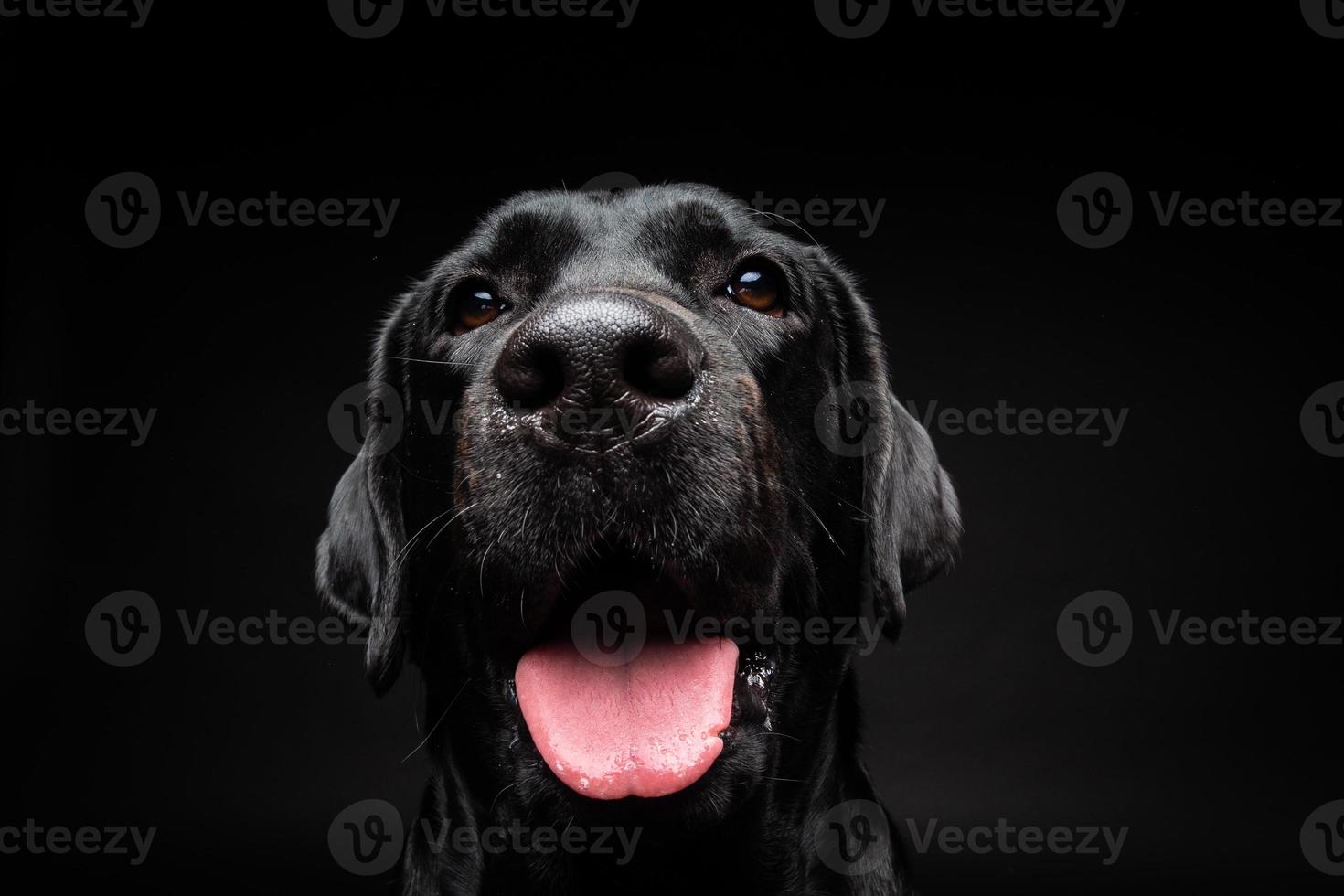 Porträt eines Labrador-Retriever-Hundes auf einem isolierten schwarzen Hintergrund. foto