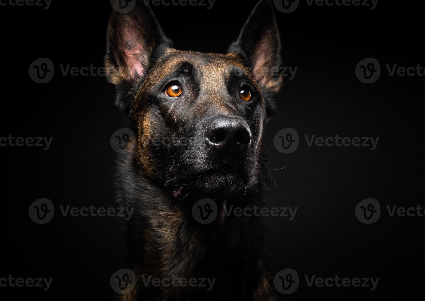 Porträt eines belgischen Schäferhundes auf einem isolierten schwarzen Hintergrund. foto