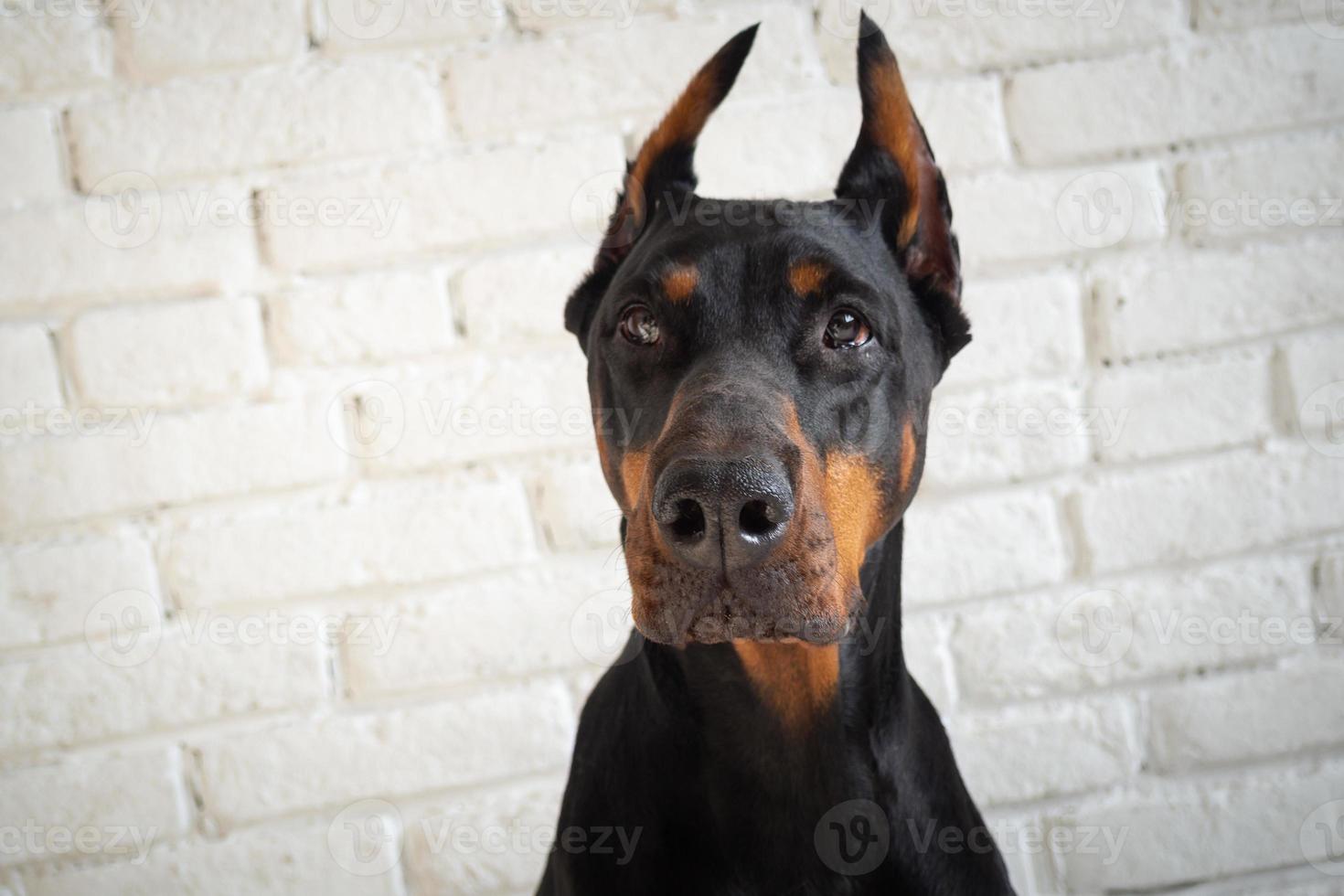 Porträt eines Dobermann-Hundes. foto