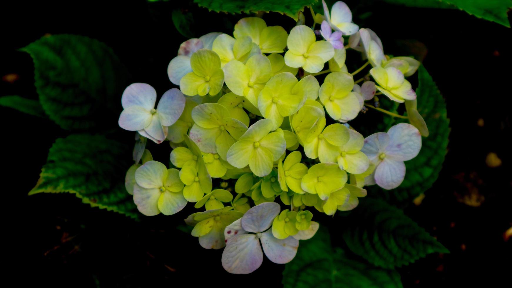 schöne und atemberaubende grüne Hortensie foto