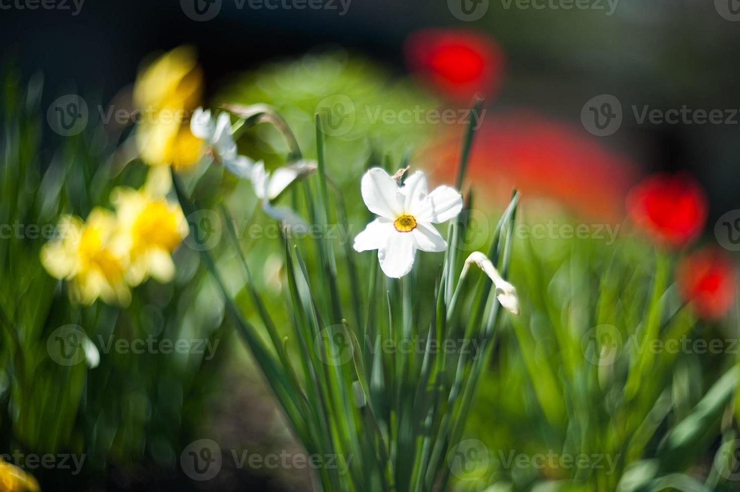 schöne weiße narzisse foto