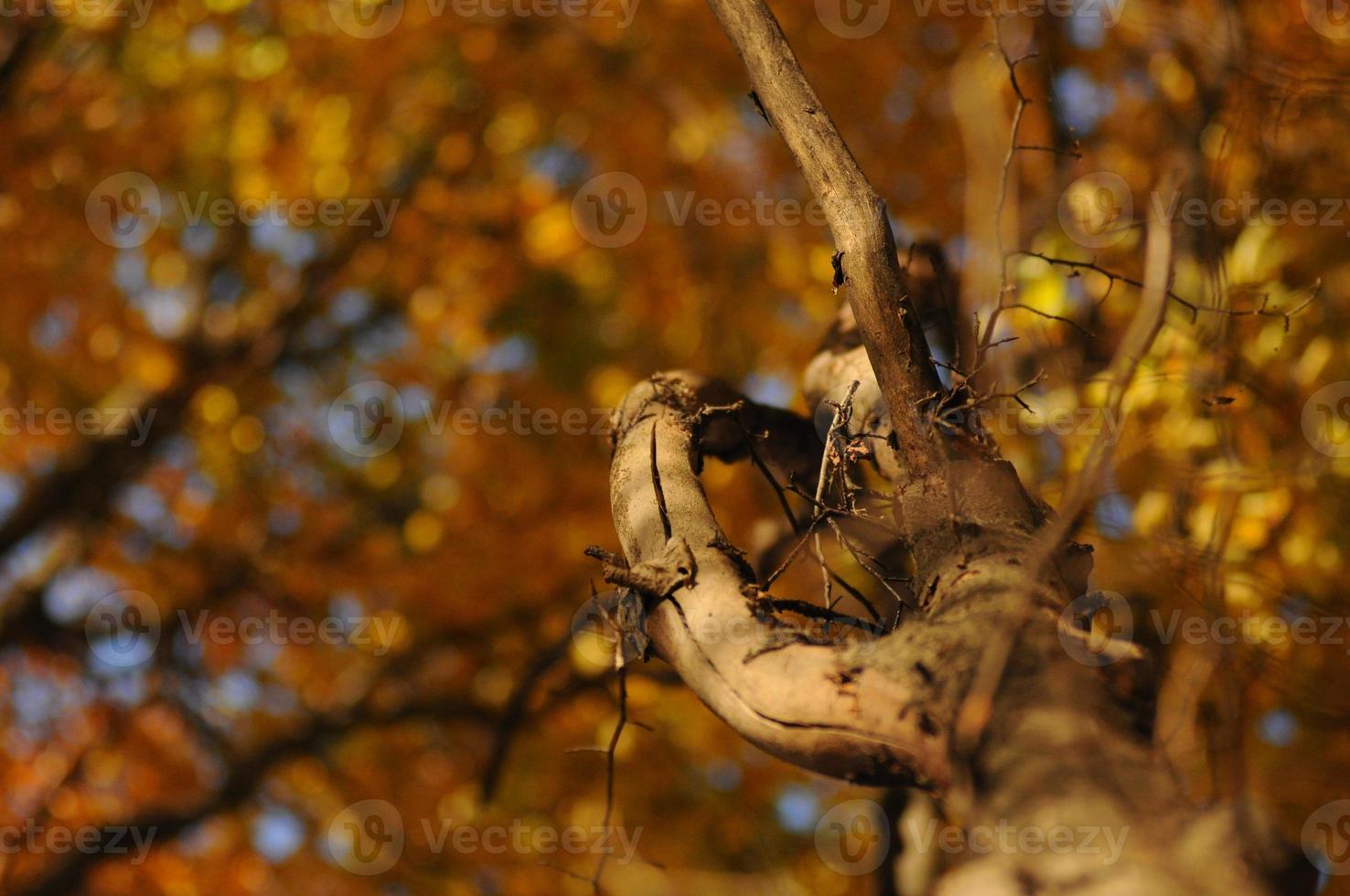 Gelber Herbstwald foto