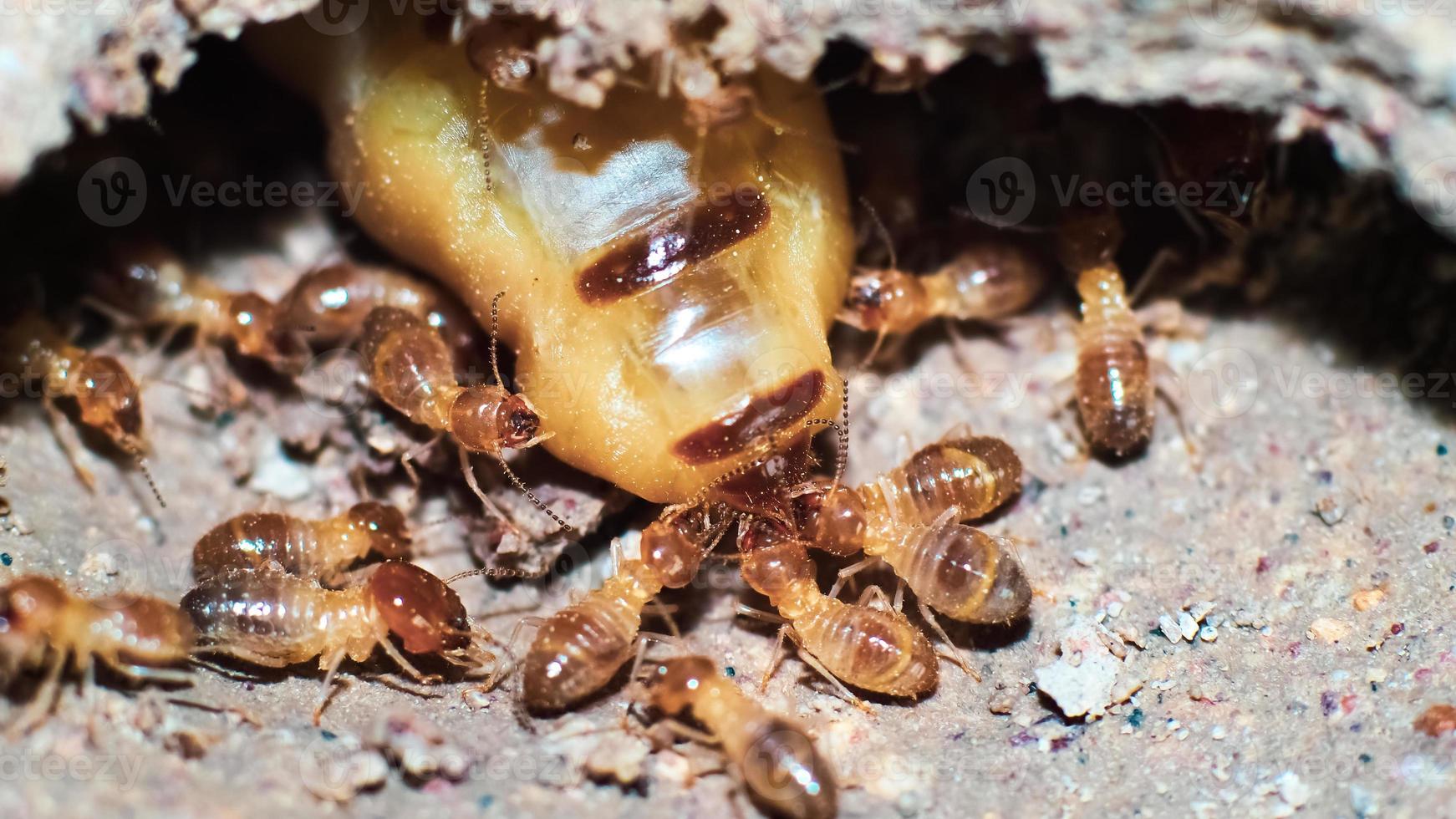 Makroaufnahme. Königin der Termiten und Termiten, die in einem Nest aus Erde arbeiten. kleines tierweltkonzept foto