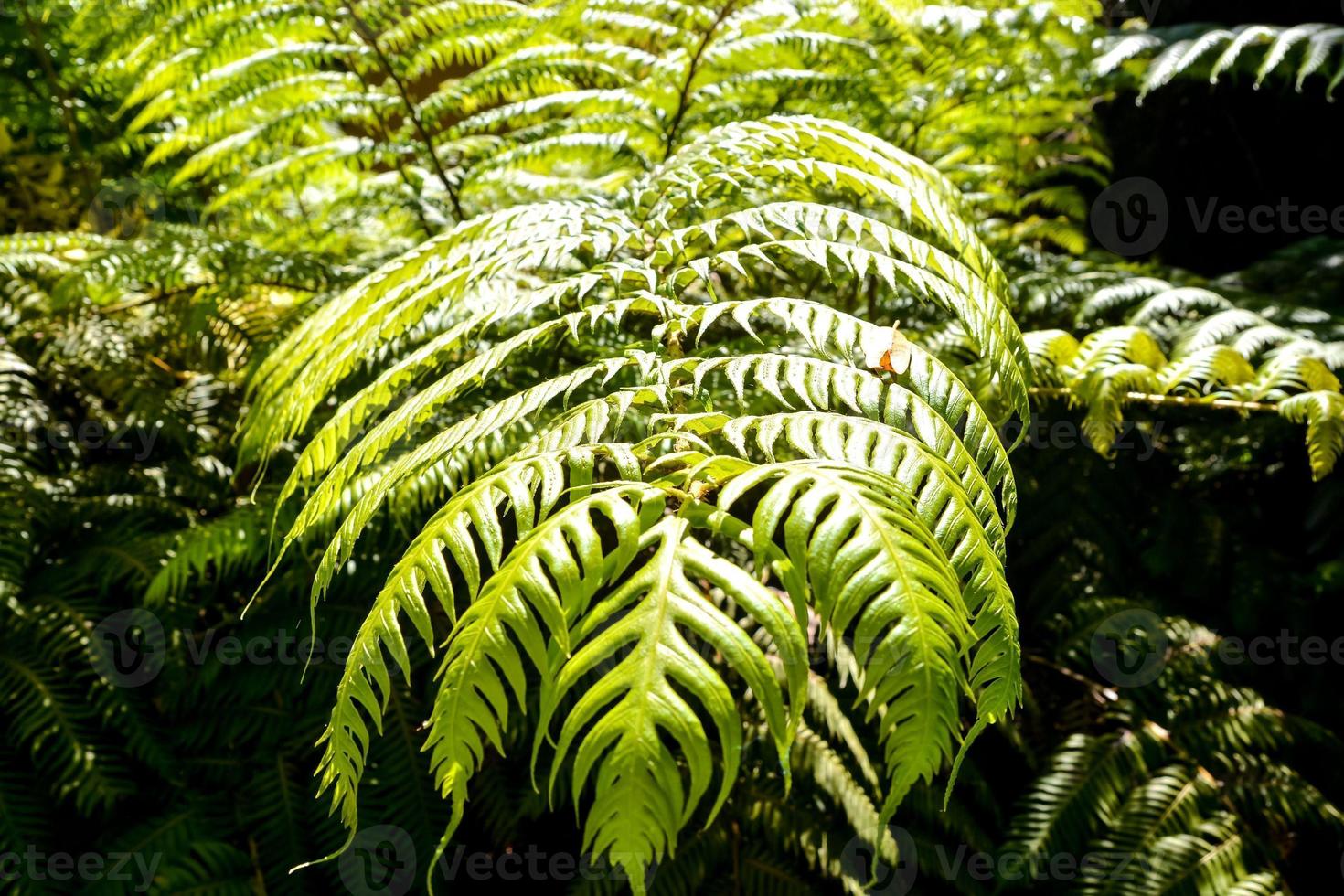 grüne Blätter Nahaufnahme foto