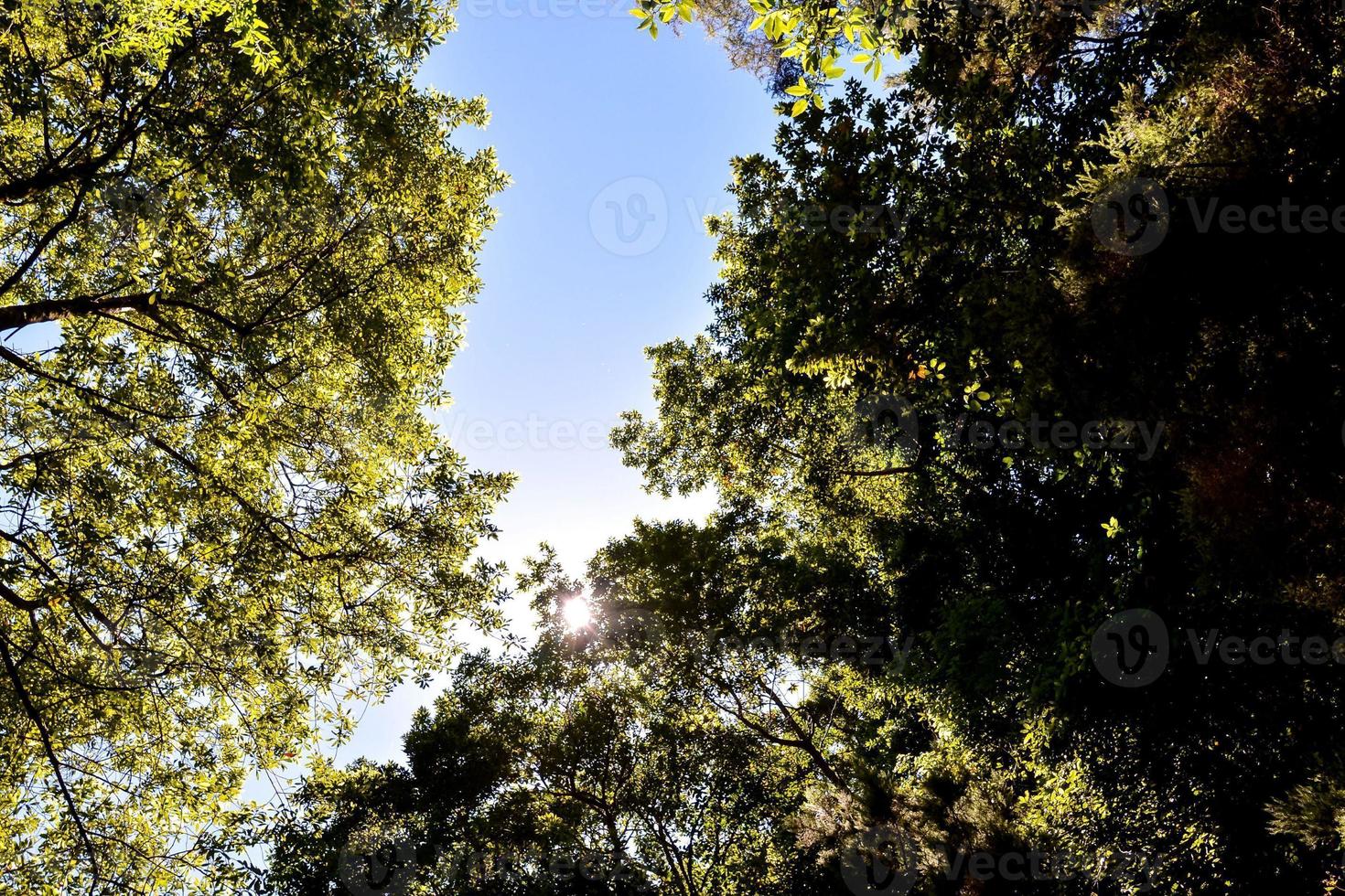 Blick auf den Regenwald foto