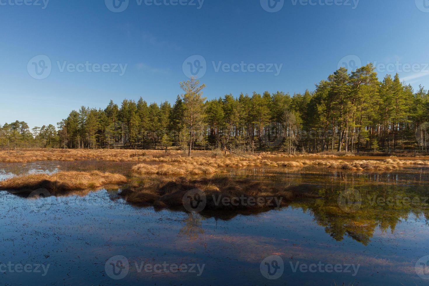 Vorfrühling im Sumpf foto