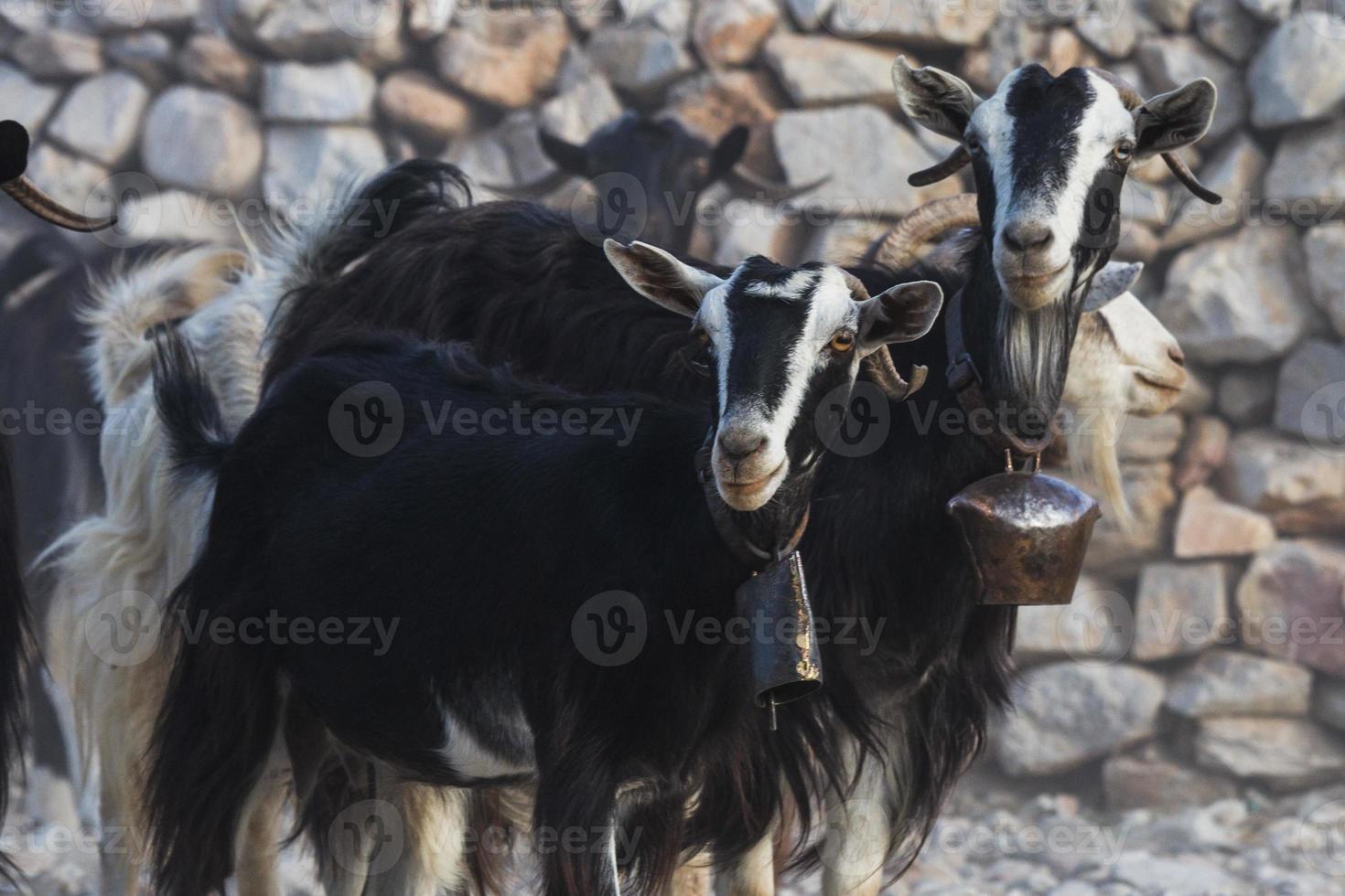 Weiden im Freien auf den griechischen Inseln foto