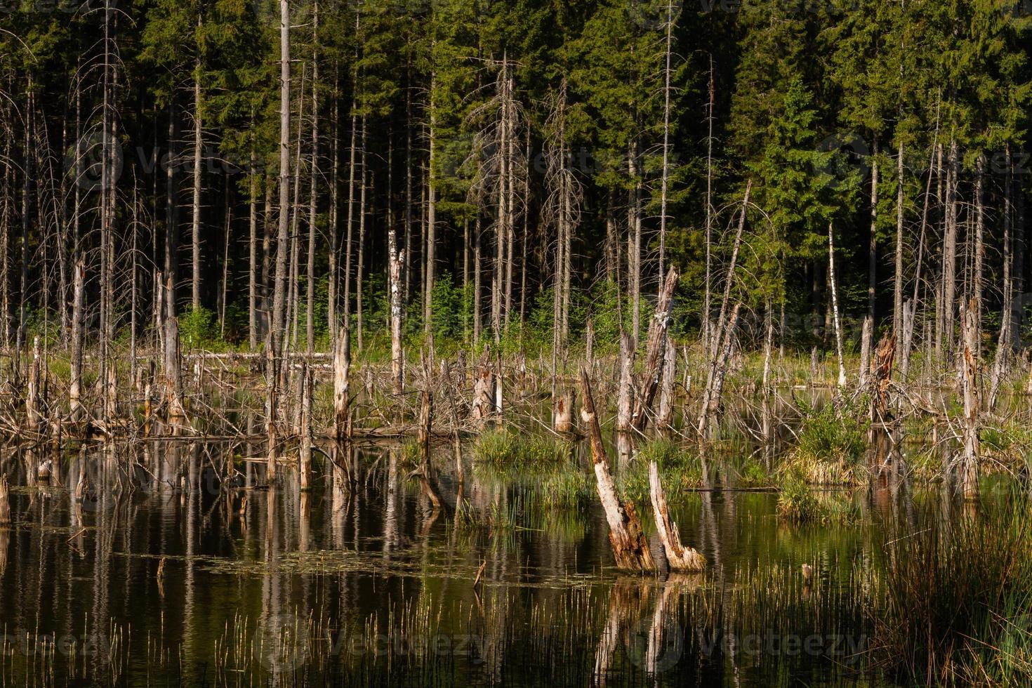 Landschaften aus der lettischen Landschaft im Frühling foto