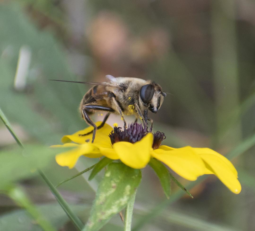 Biene bestäubt Blume aus nächster Nähe foto