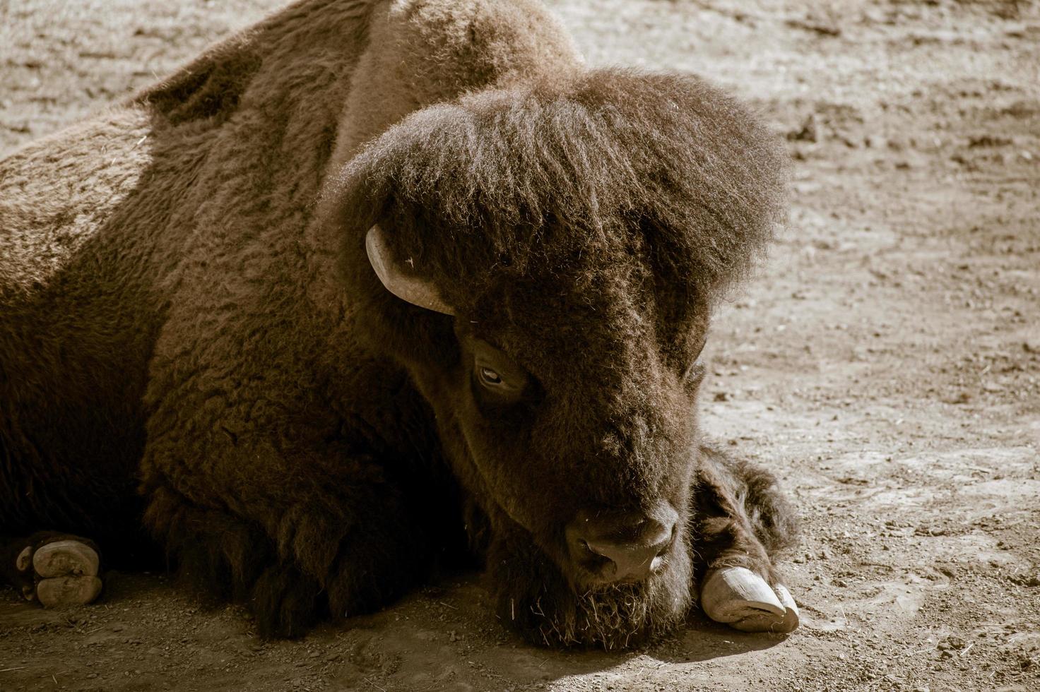 Trauriger Bison, der auf dem Boden liegt foto