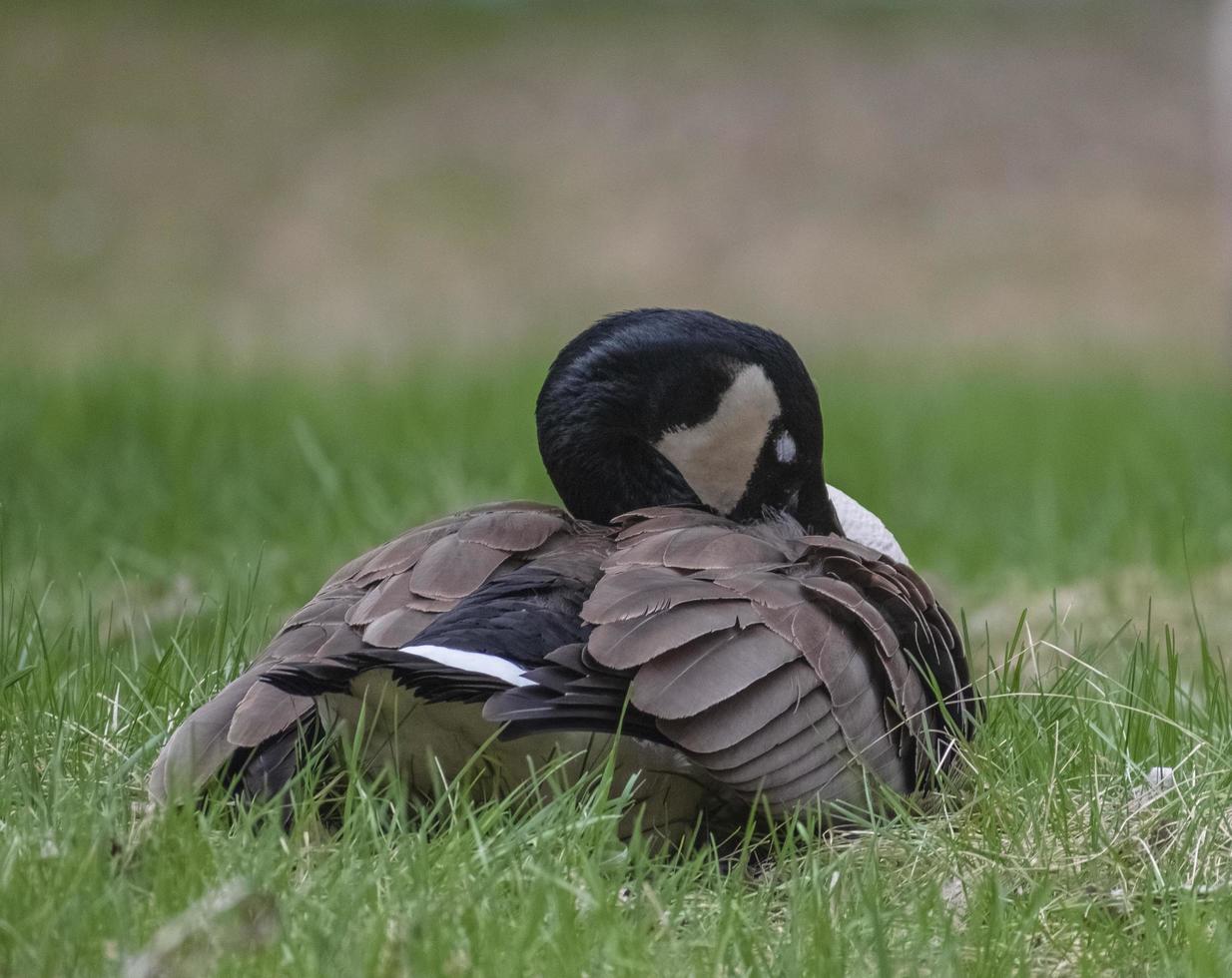 Schlafende kanadische Gans auf Gras in einem Park foto