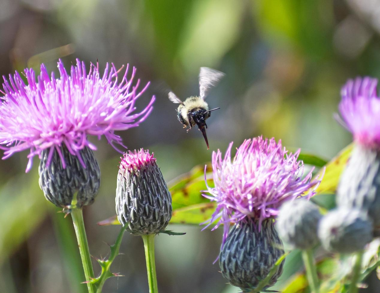 Bienenrüssel aus, während Bienen fliegen foto