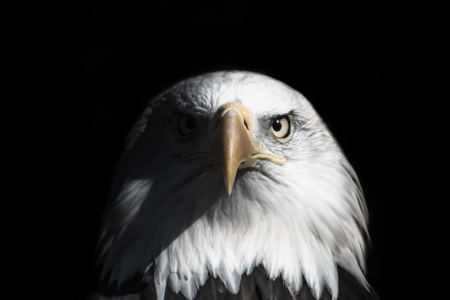 Weißkopfseeadler-Porträt vor schwarzem Hintergrund foto