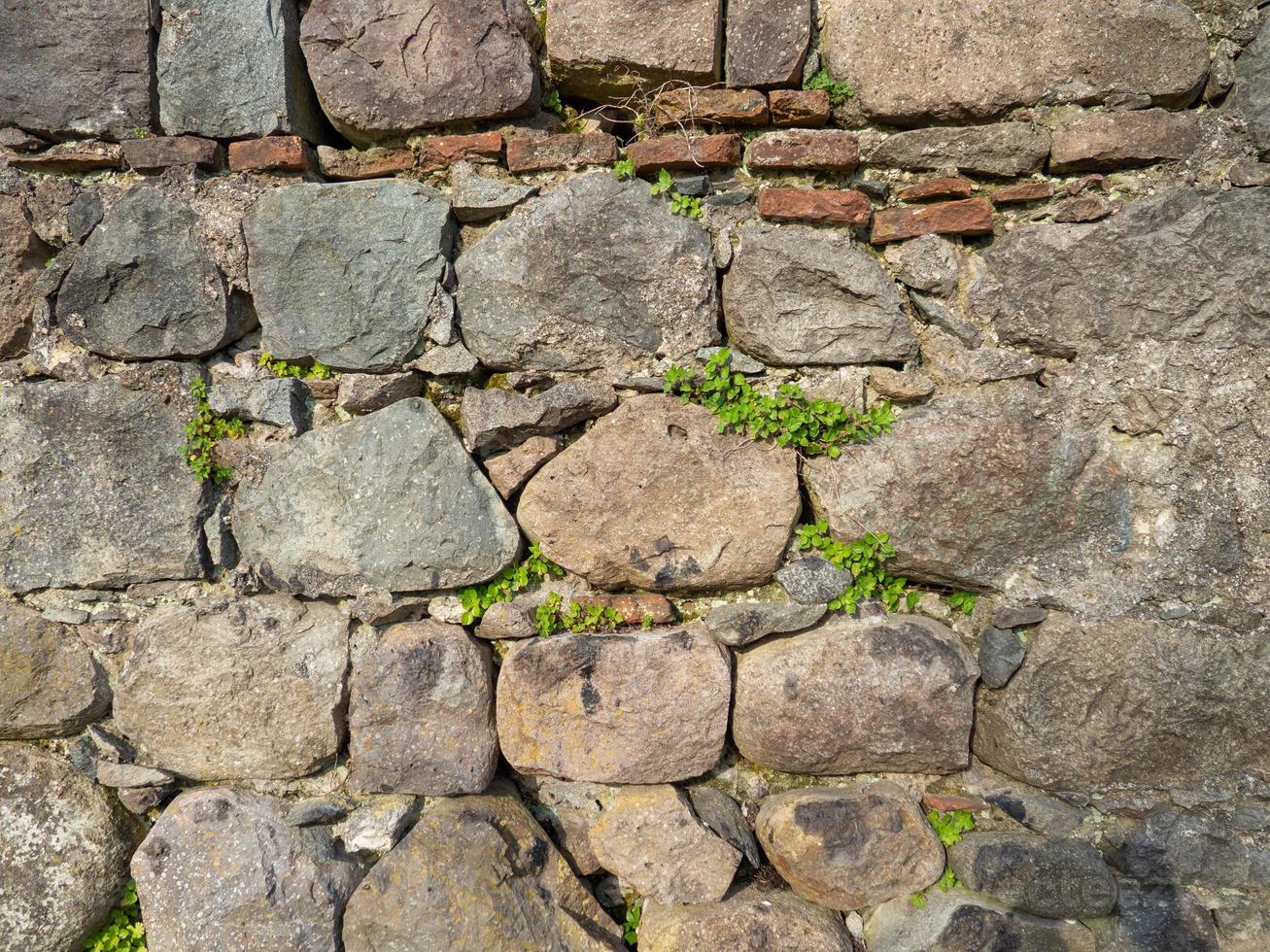 eine Pflanze auf einer Steinmauer. Pflanzen wachsen auf einer alten Steinmauer. altes Mauerwerk. Überreste antiker Architektur. foto