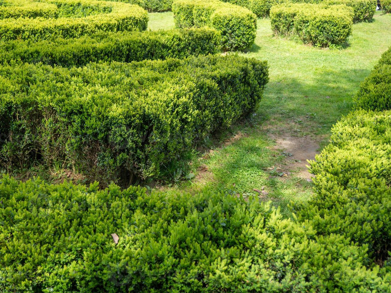 Busch Labyrinth. Grünflächen. Garten. Gehöftgrundstück. foto