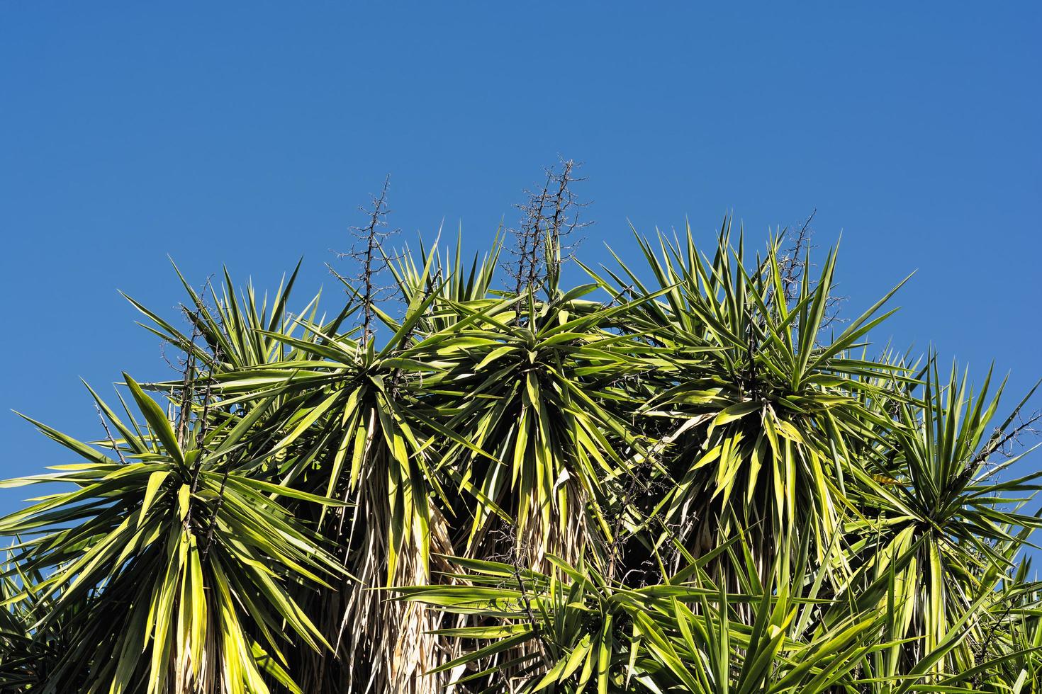 Malerischer Blick auf Yucca-Baumblätter gegen den klaren Sommerhimmel in Südfrankreich foto