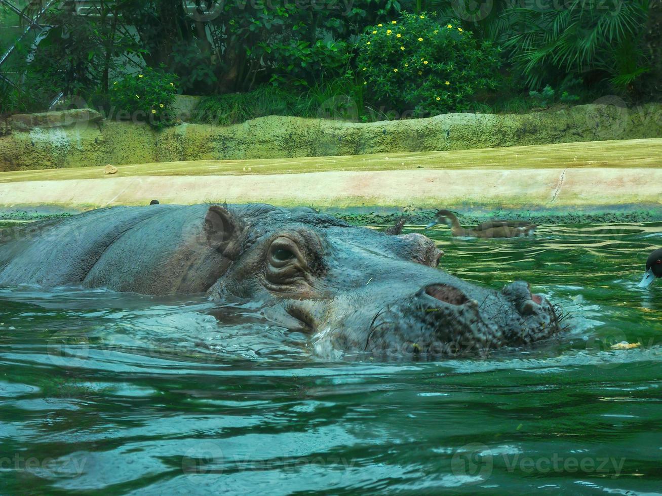 Nahaufnahme des schwimmenden Nilpferdkopfes halb im Wasser foto