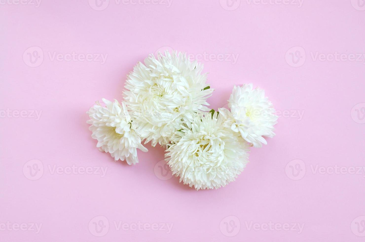 weiße Chrysanthemenblumen auf Draufsicht des pastellrosa Hintergrundes foto