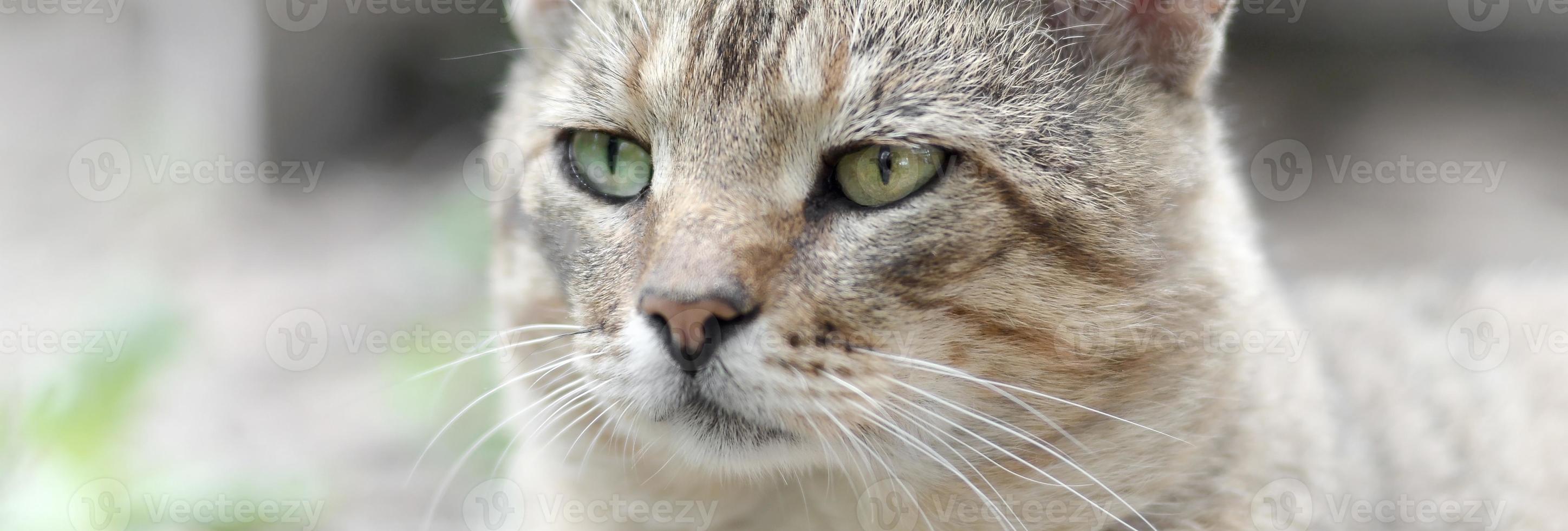 Trauriges Schnauzenporträt einer grau gestreiften Tabby-Katze mit grünen Augen, selektiver Fokus foto