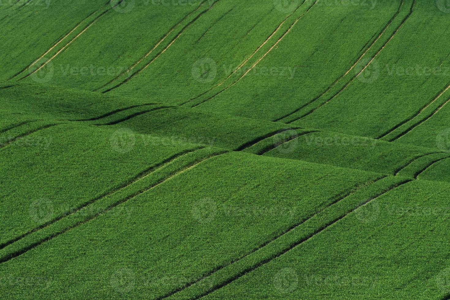 grüne landwirtschaftliche felder mährens tagsüber. schönes Wetter foto