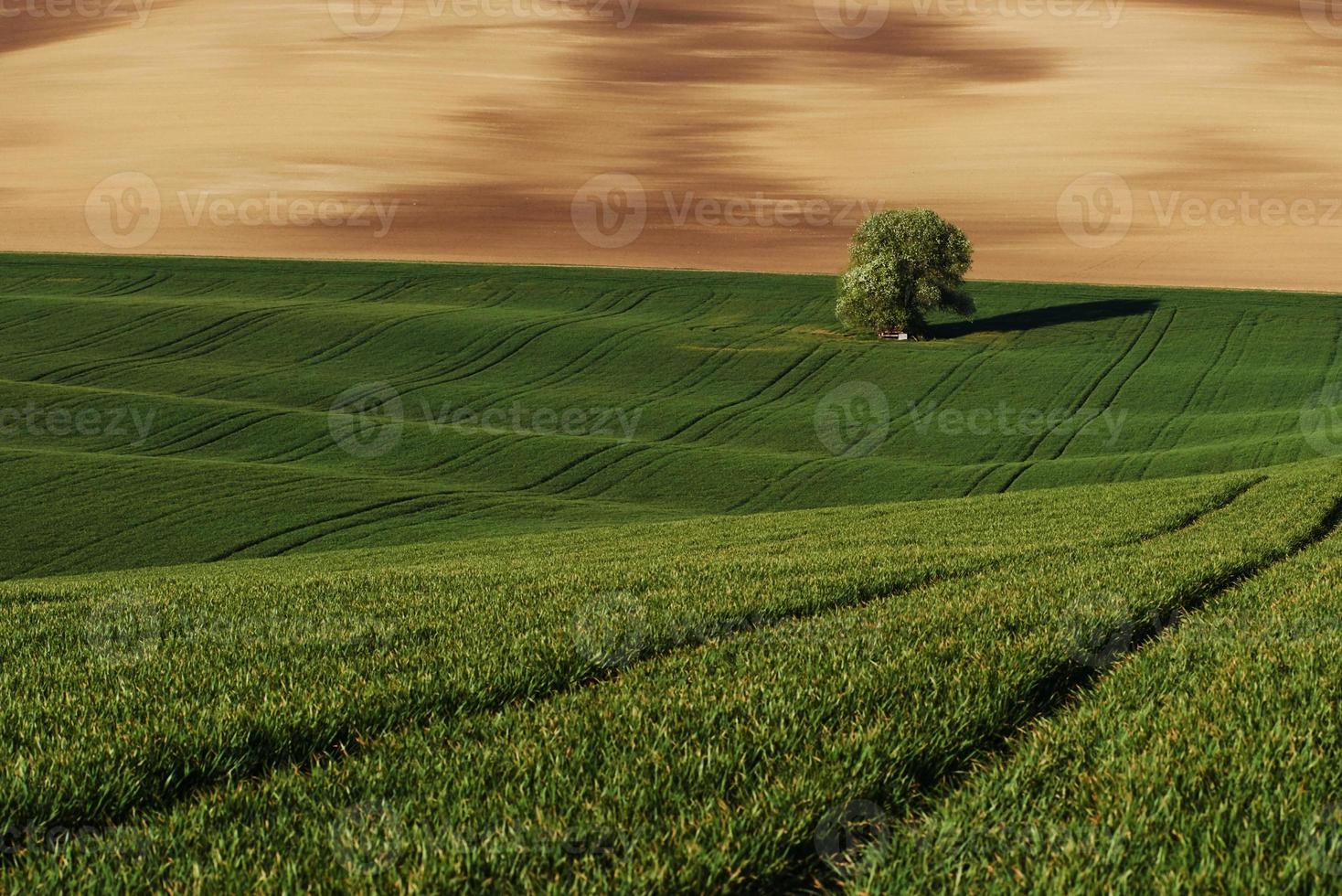 Baum auf der grünen Wiese in Mähren. schöne Natur. ländliche Szene foto