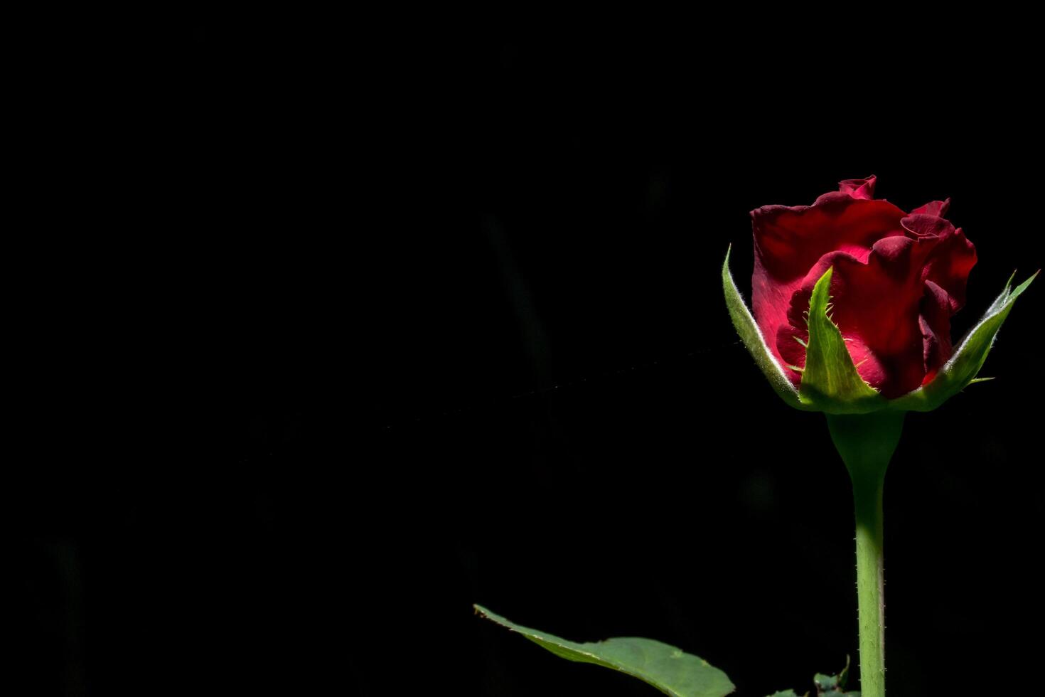 rote Rose auf schwarzem Hintergrund foto