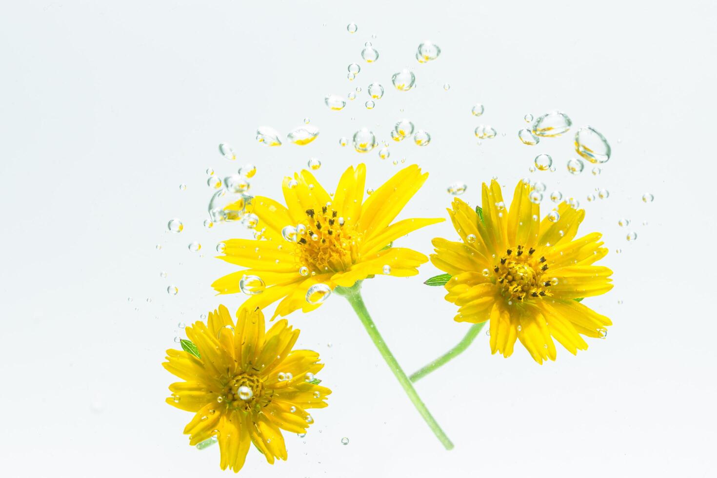 Nahaufnahme einer gelben Blume im Wasser foto