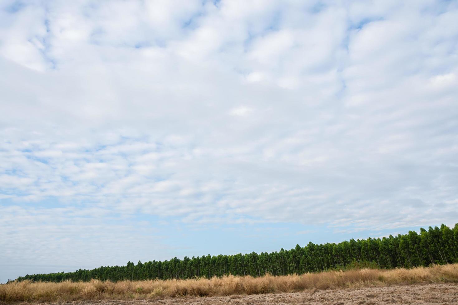 ländliche Landschaft mit Bäumen foto