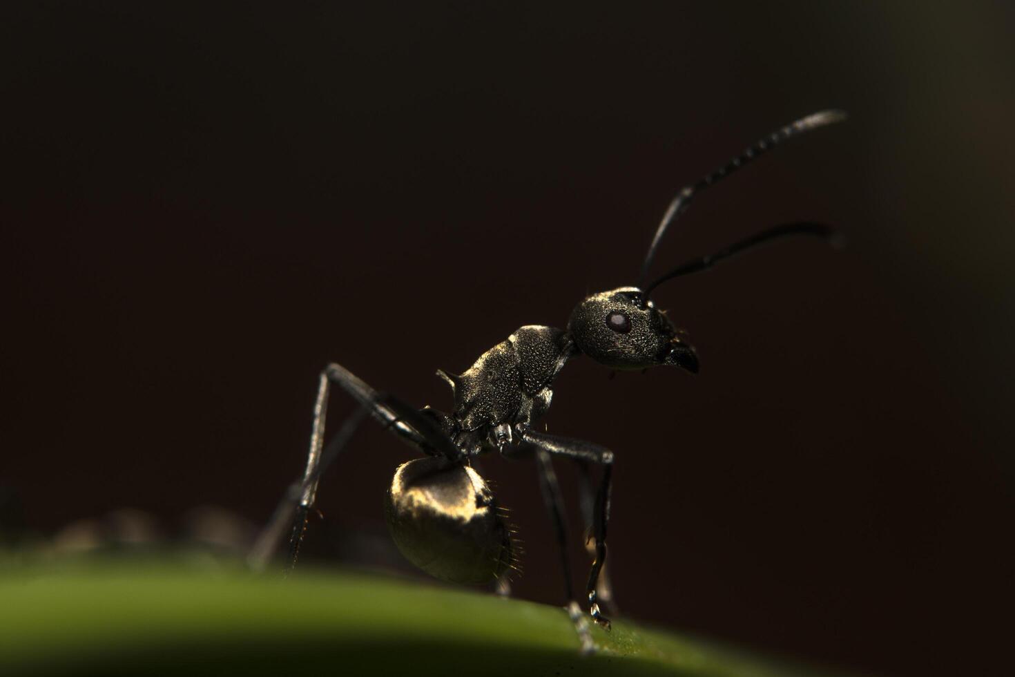 schwarze Ameise auf einem Blatt foto