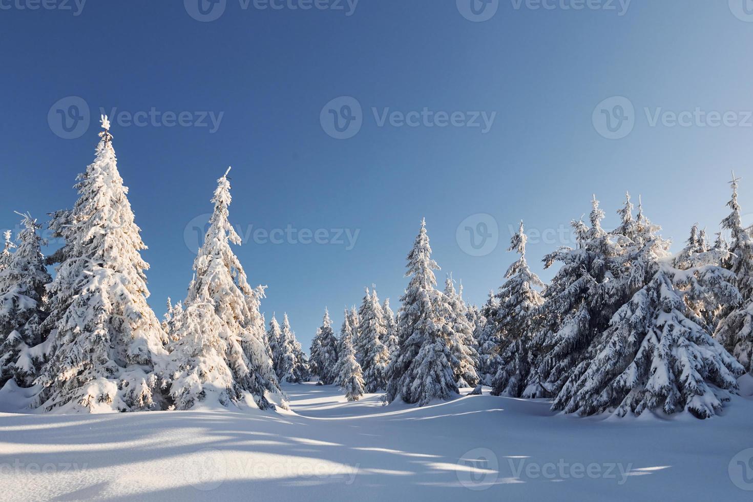 sonniges Wetter. magische Winterlandschaft mit schneebedeckten Bäumen am Tag foto