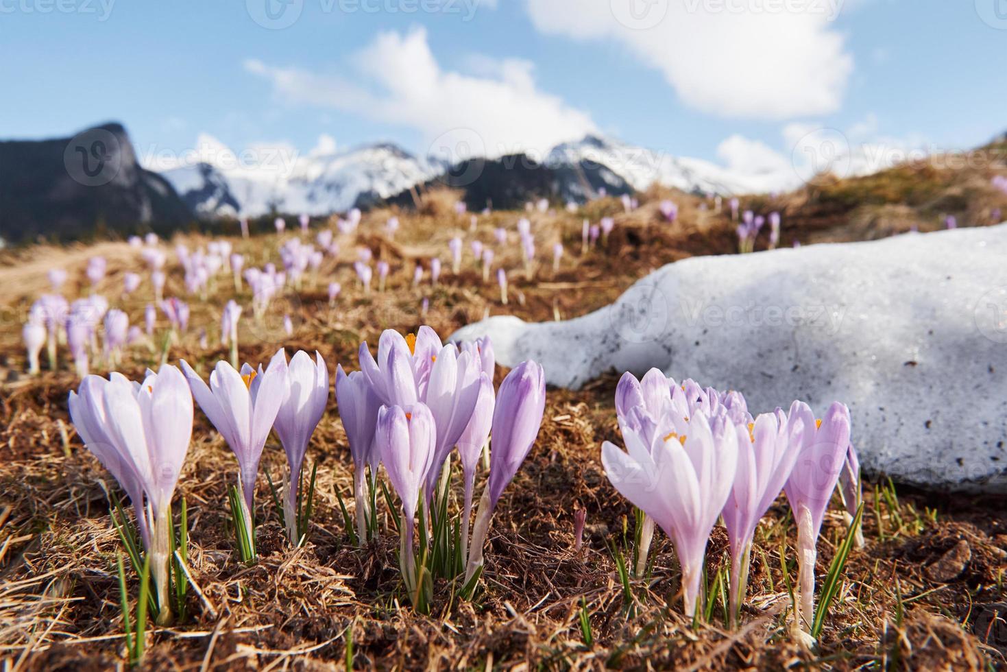 Schöne Berge in Mähren. Bodenansicht von blühenden Blumen foto