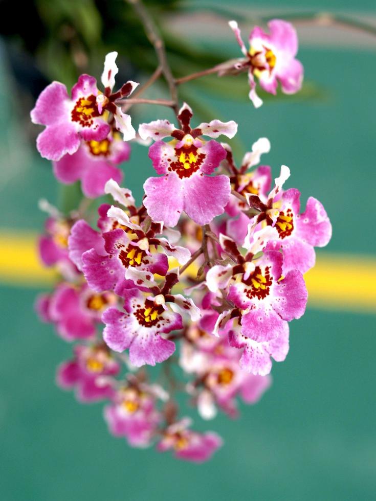 rosa Orchideenblüten foto