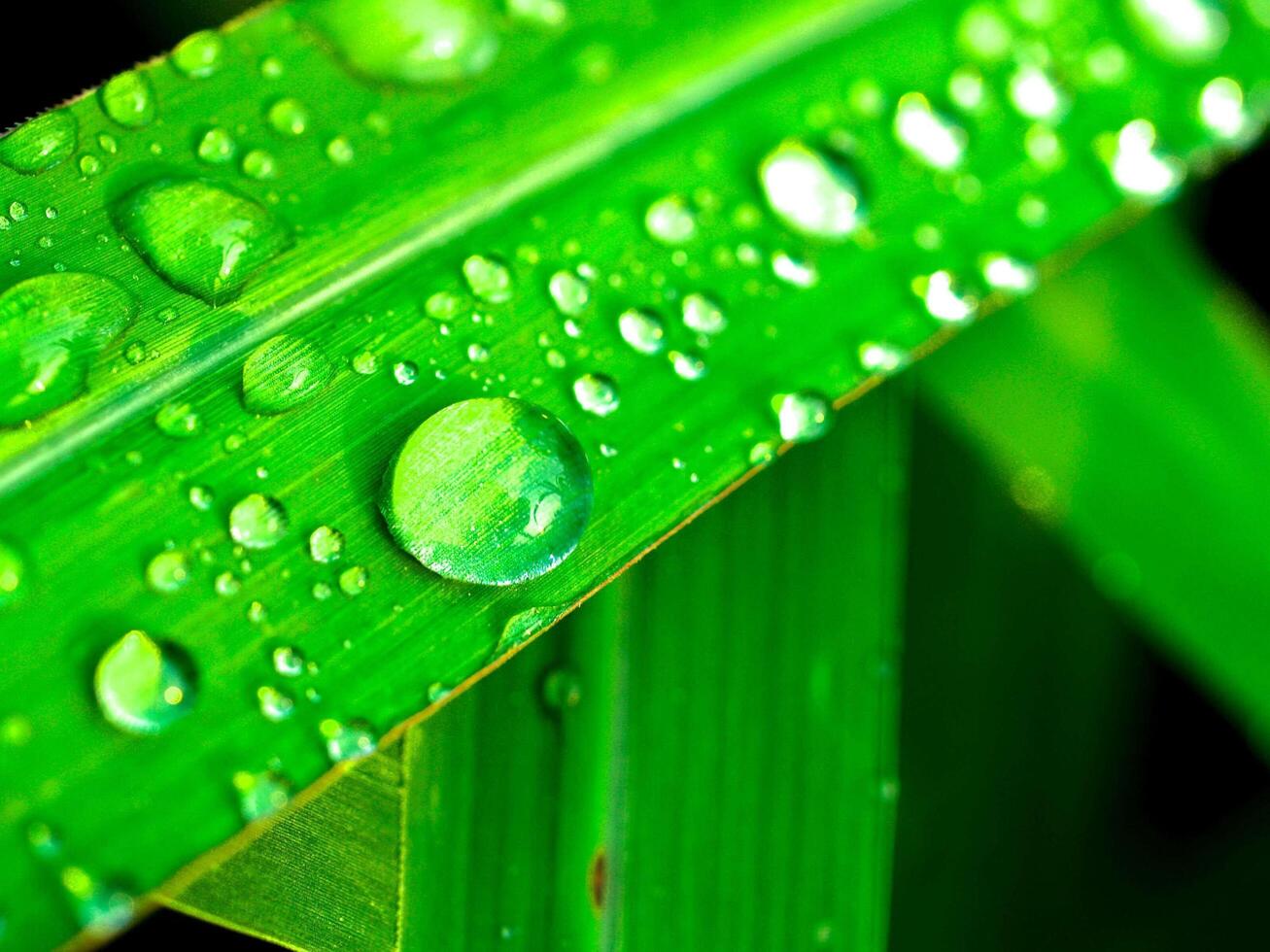 Wassertropfen auf Blatt foto