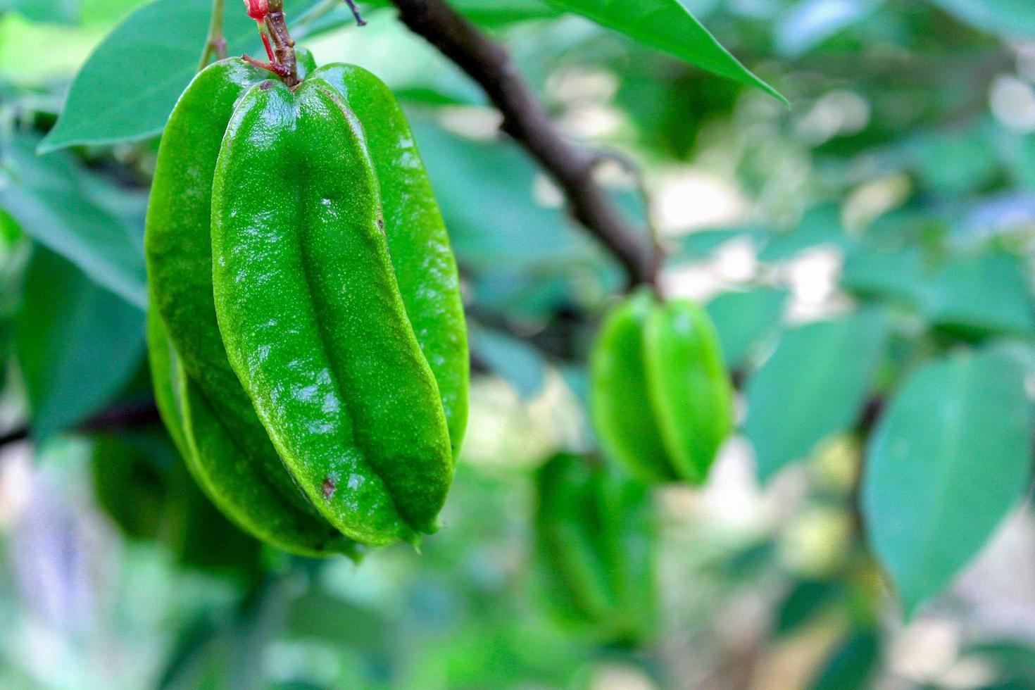 Karambolensternfrucht foto