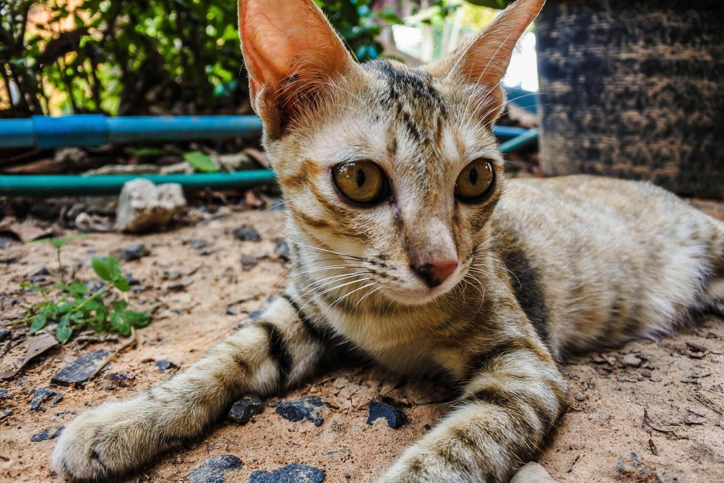 junge streunende Katze foto