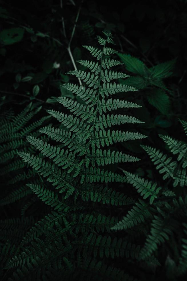 grüner Farn in einem dunklen Wald foto