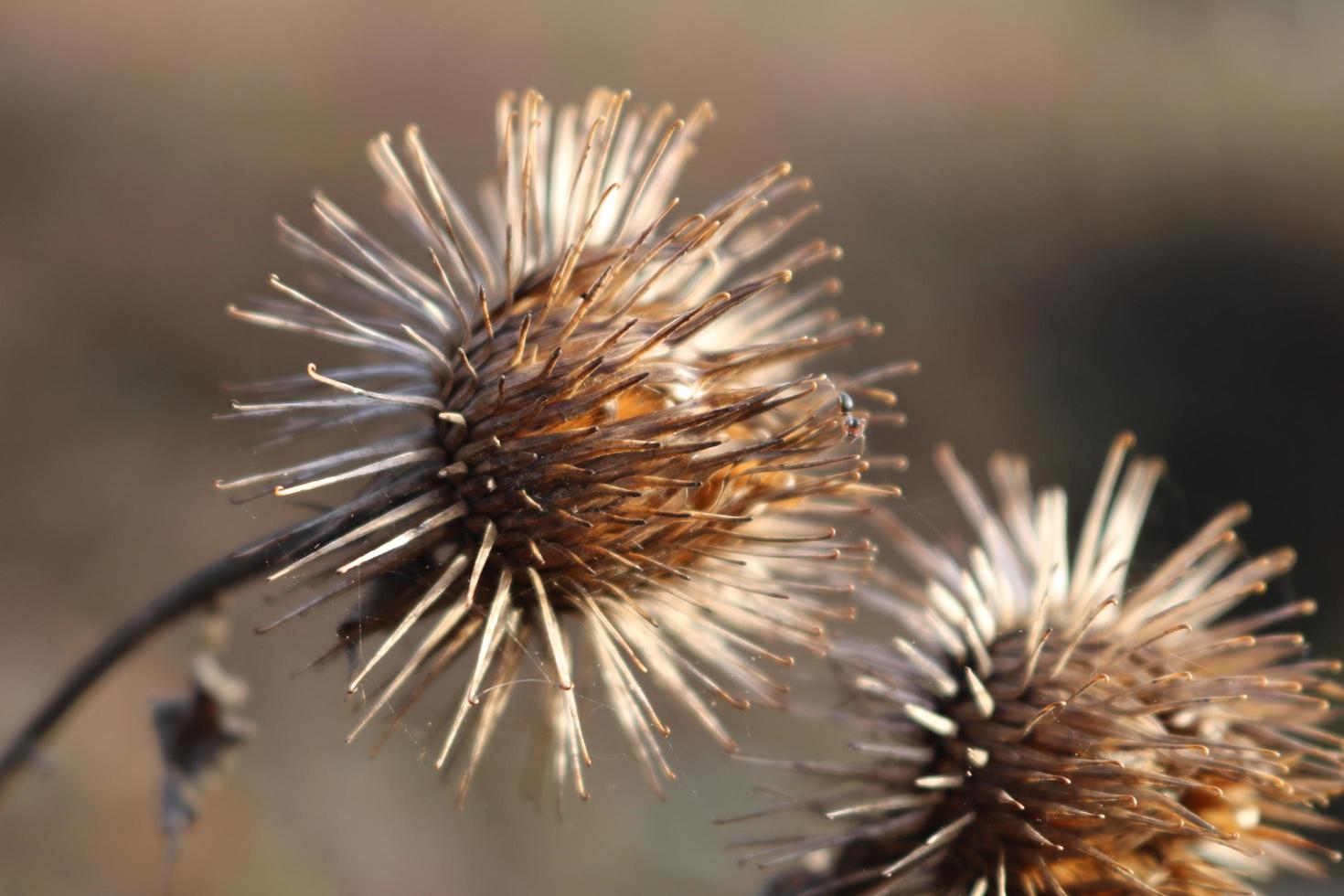 Nahaufnahme von getrockneten Wildblumen foto