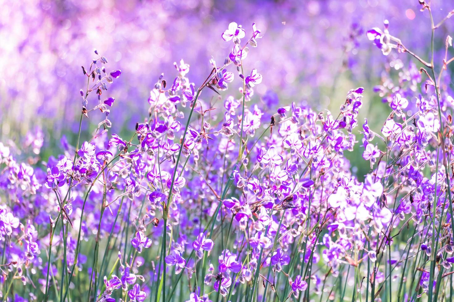 verschwommen, lila Blumenblüte auf dem Feld. Schönes Wachstum und Blumen auf der Wiese, die morgens blüht, selektiver Fokus foto