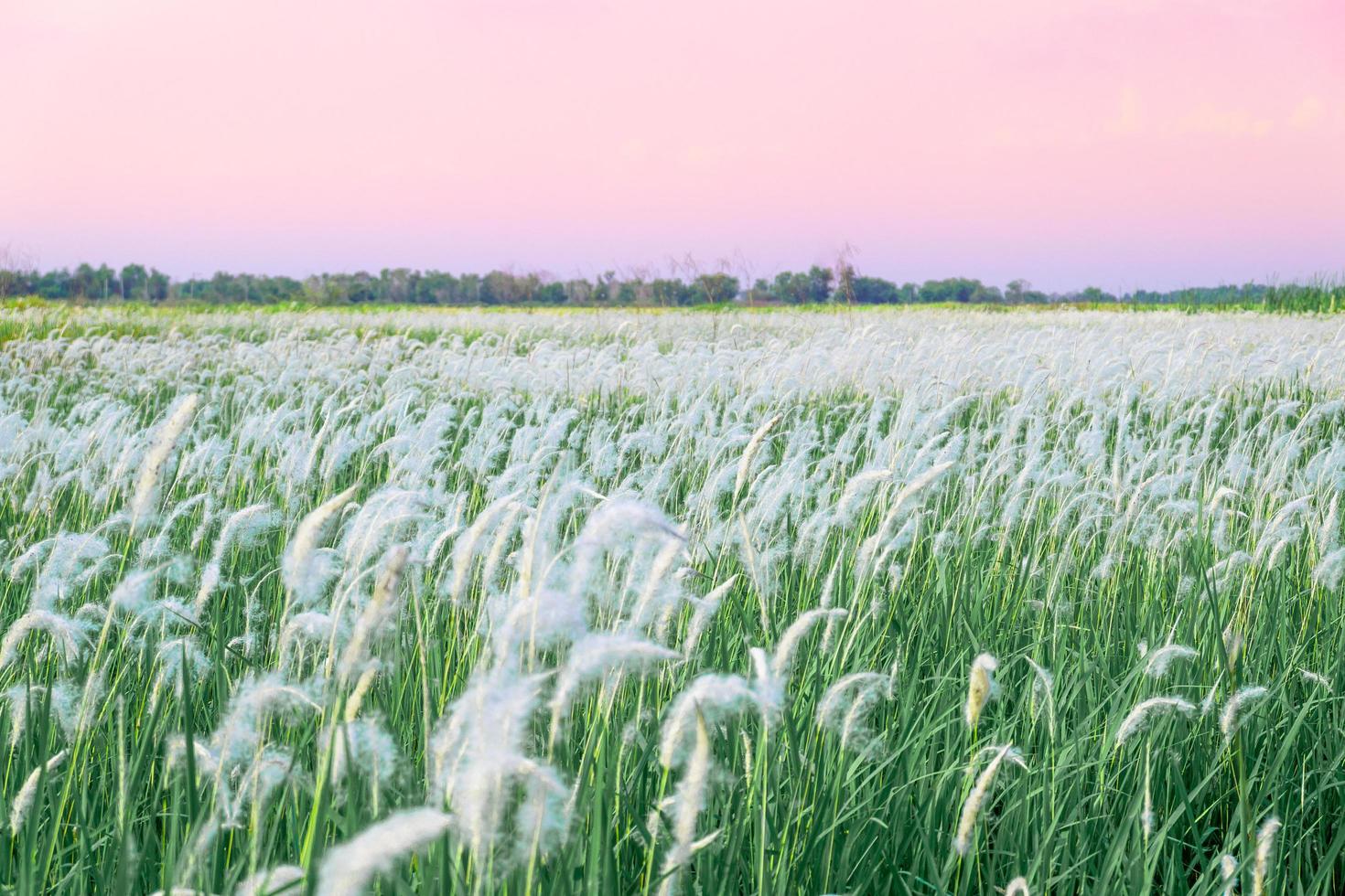 Weißes Gras Blumenfeld Sonnenuntergang Himmel Natur Hintergrund foto