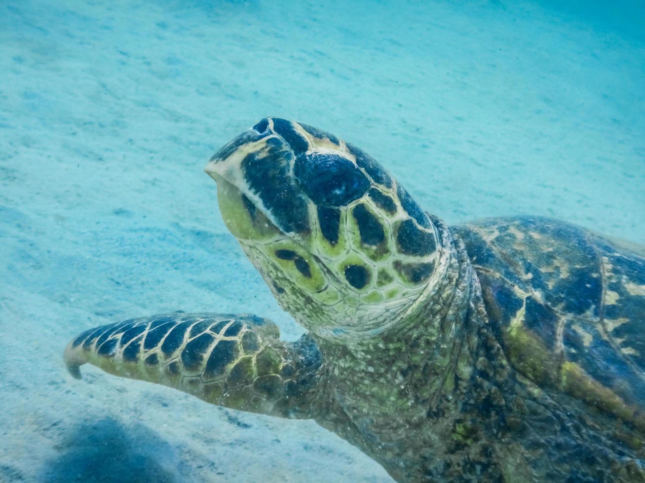 Echte Karettschildkröte in der Nähe des Meeresbodens beim Tauchen aus nächster Nähe foto