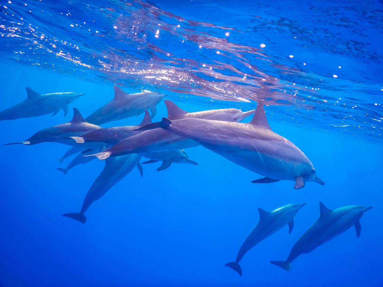 Viele Delfine atmen an der Oberfläche in klarem blauem Wasser foto