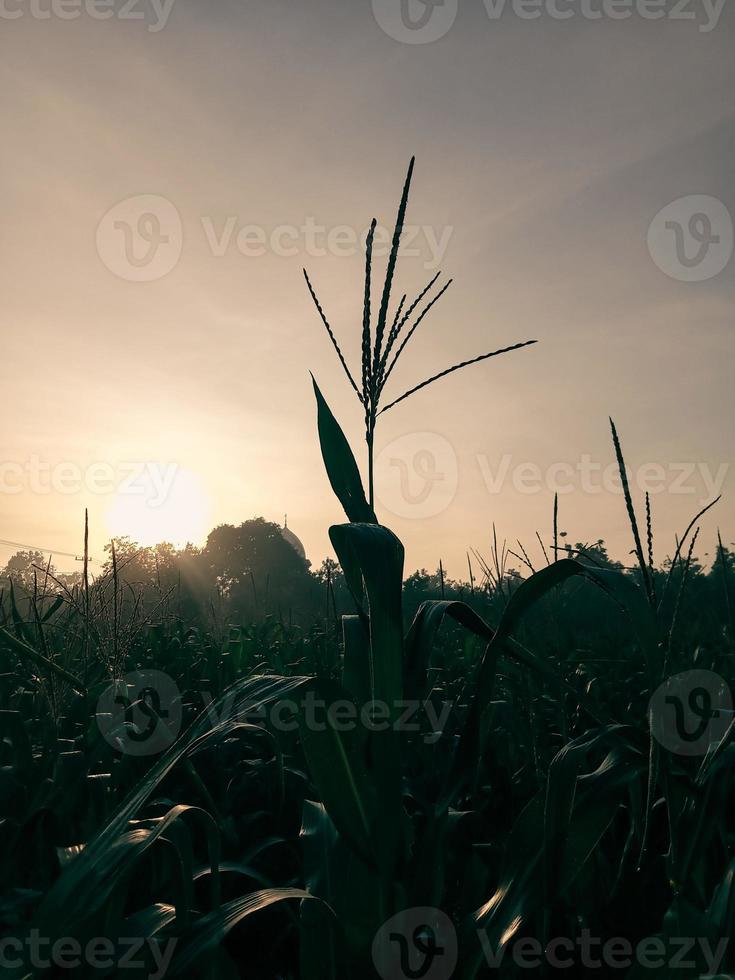 schöner sonnenaufgang und silhouette der sonnenaufgangskornblume im maisgarten foto