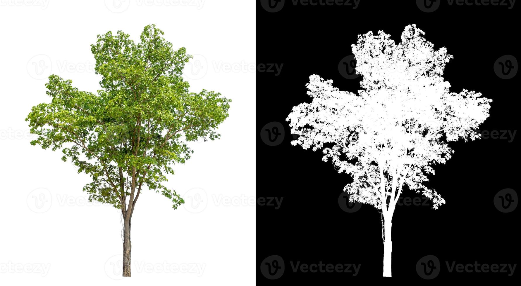 Baum auf weißem Bildhintergrund mit Beschneidungspfad, einzelner Baum mit Beschneidungspfad und Alphakanal auf schwarzem Hintergrund foto