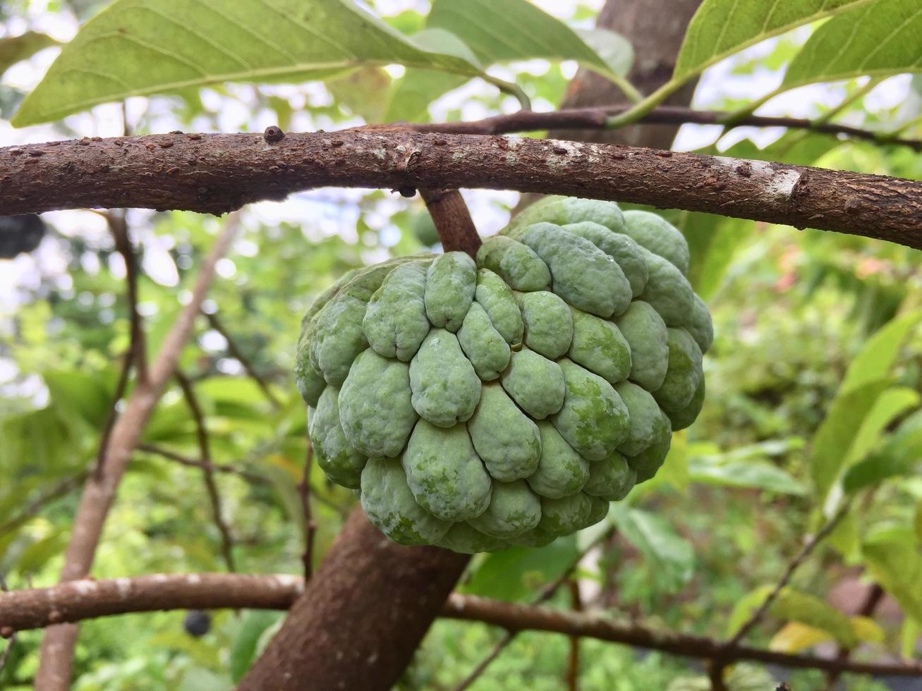 frische Bio-Zuckerapfel-Zuckerapfelfrucht, die noch am Baum hängt foto