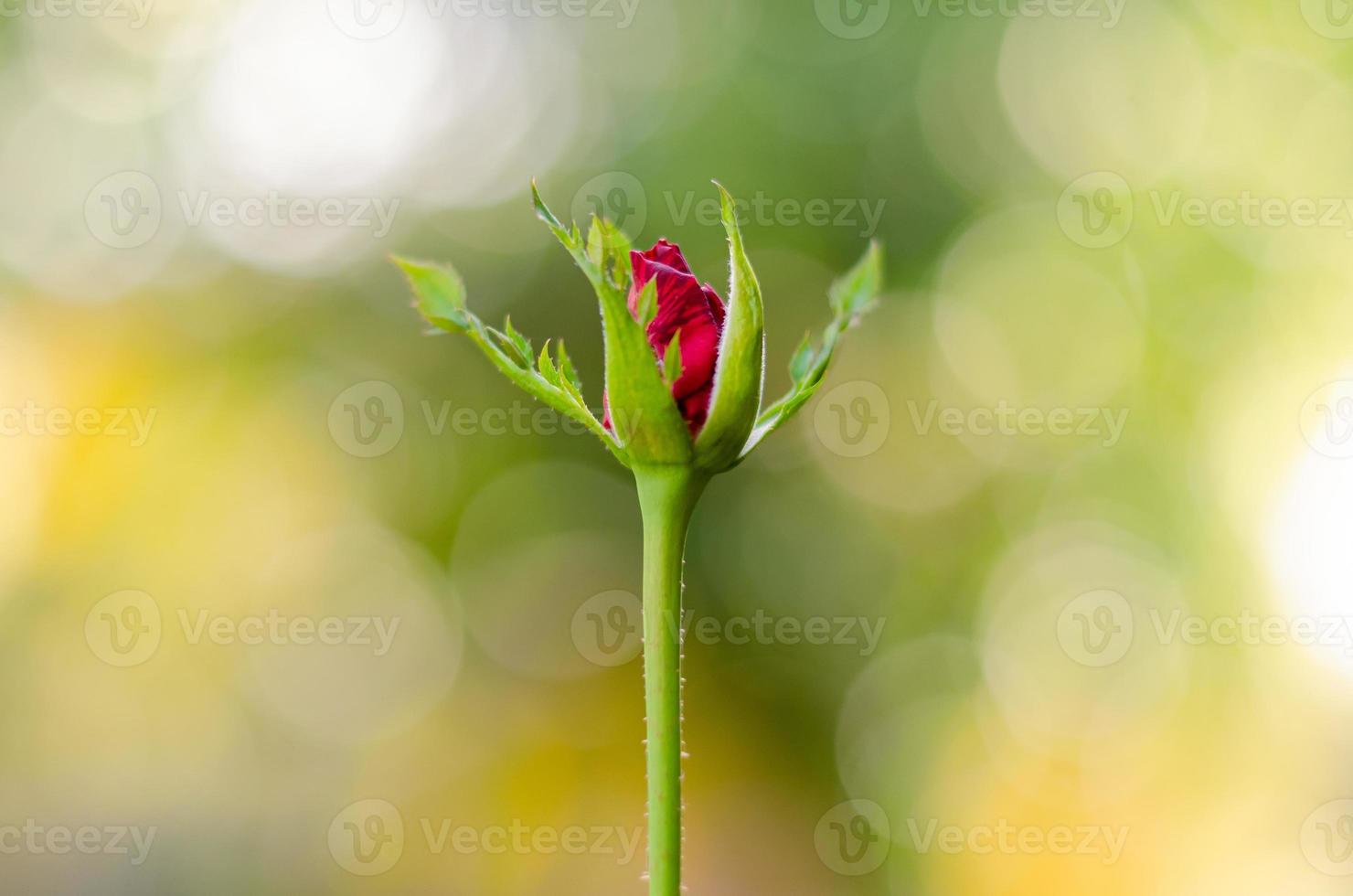 partieller fokus der roten knospenblütenrose mit buntem bokeh für das valentinstagkonzept. foto