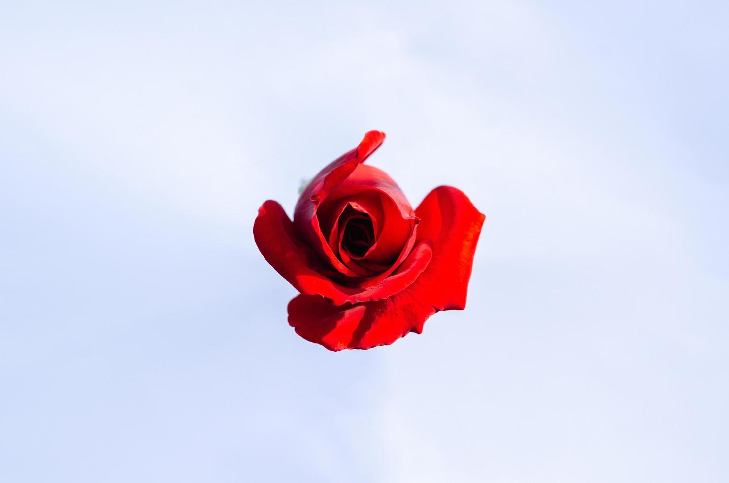Blick von oben auf die blühende rote Rosenblume isoliert auf weißem Papierhintergrund. foto