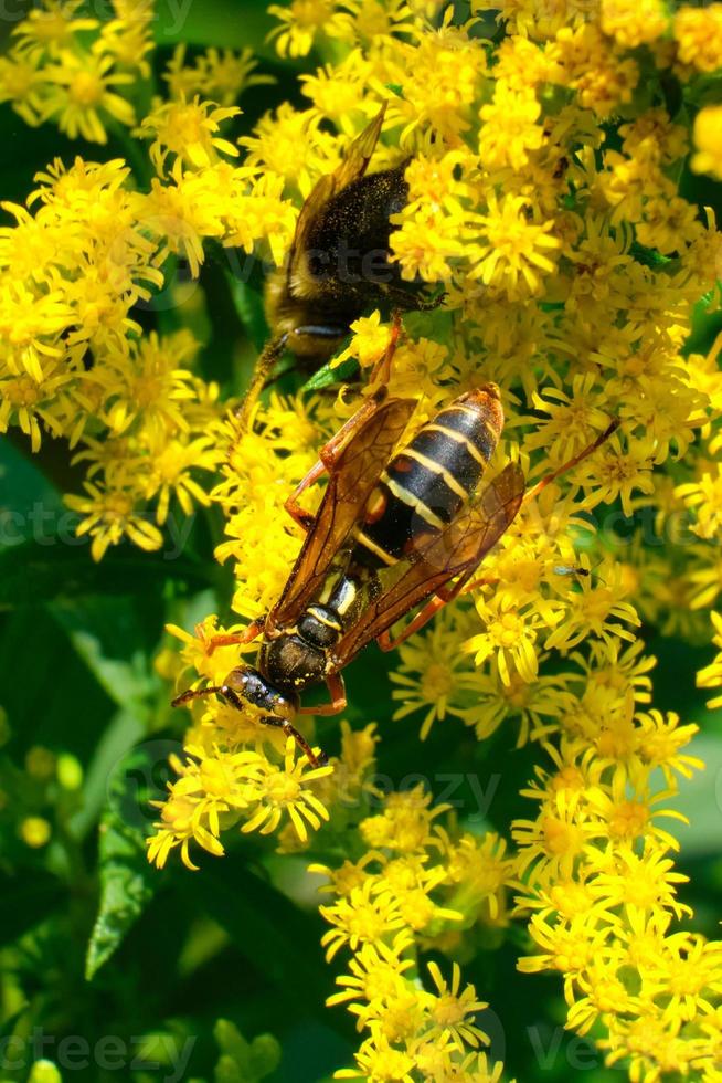 Die nördliche Papierwespe teilt die gelben Wildblumen mit einigen anderen Insekten foto