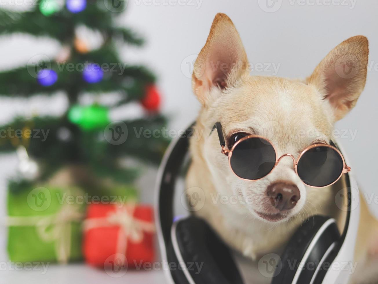 brauner Kurzhaar-Chihuahua-Hund mit Sonnenbrille und Kopfhörern um den Hals sitzend auf weißem Hintergrund mit Weihnachtsbaum und roter und grüner Geschenkbox. foto