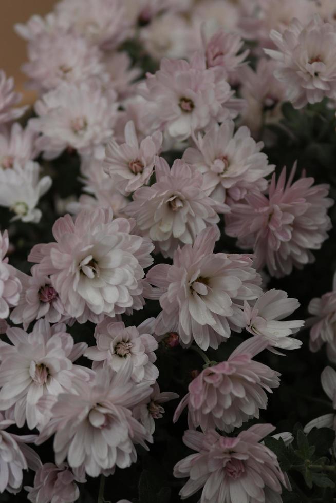 Strauß Chrysanthemen in einem lokalen Garten im Spätherbst, Frühwinter foto